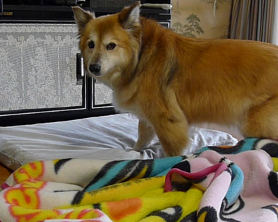 �ѕz�ƃx�b�h�͌@�����