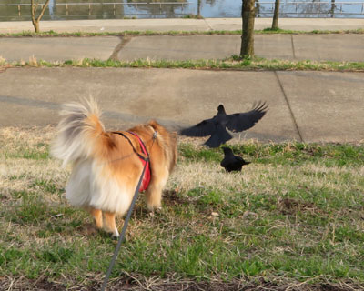 �J���X�̏�O���͂˂�