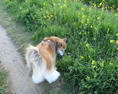 �؂̉Ԃ��炢�Ă���