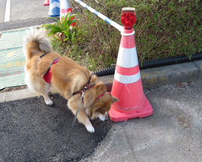 �o���A�t���[�͘V���ɂ��D����