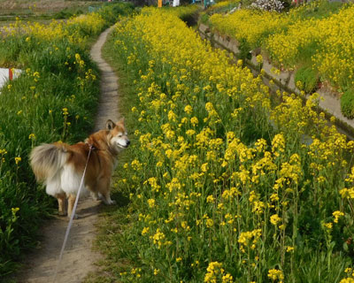 �؂̉Ԃ����ƍ炢��