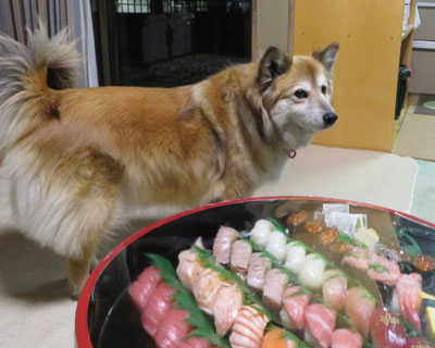 ���b�v�̏ォ��i���Ă݂�