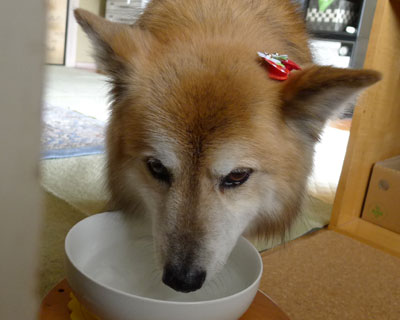 �`�b�A���ꂽ��