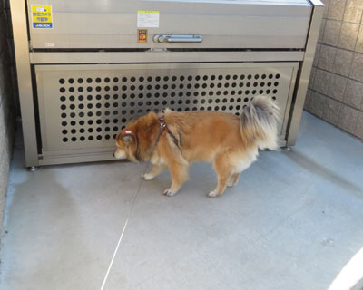 �S�~�����C�ɂȂ�