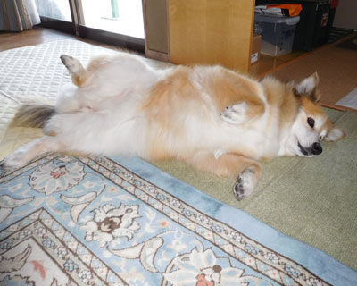 �����ӂ�ӂ�