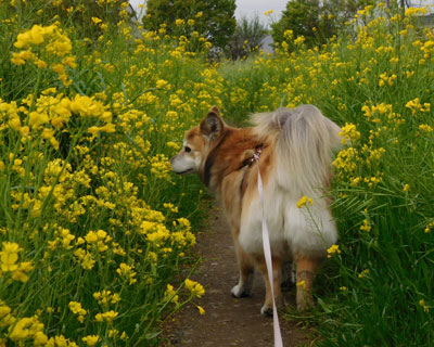 �؂̉Ԃ͂��ԂƂ�