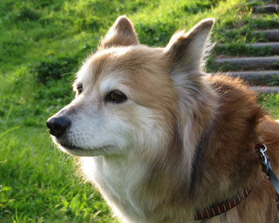 �Ƃ��ǂ��Ȃɂ��ɕ�������