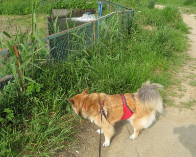 �����S�[�S�[���Ă�