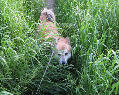 �₪�Ă����Ȃ�