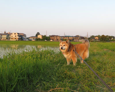 �����ɎY�т�������