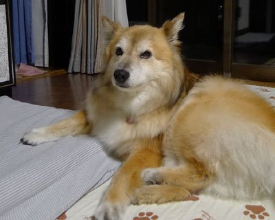 �x�b�h���}�b�g���Ďd�l��