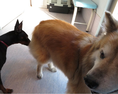 ��҂Ƀj�I�C��k�����