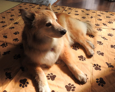 �V�Q���悯�}�b�g�͐F����