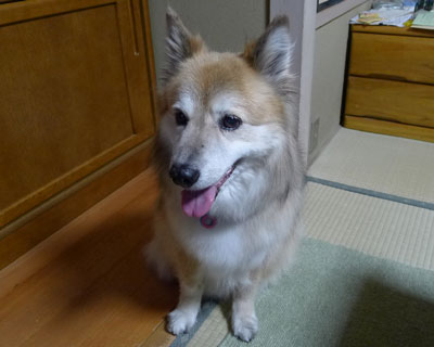 �Ă͂��낢�낱�킢