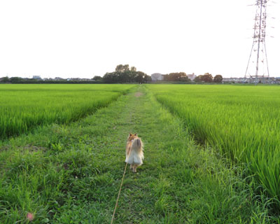 �C�l�͏���