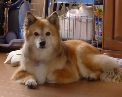 ���u�����ɔ�