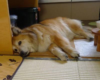 ���ŐQ��