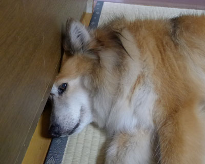 �H�����܂܂Ȃ�Ȃ�����