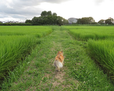 �R�����̃C�l