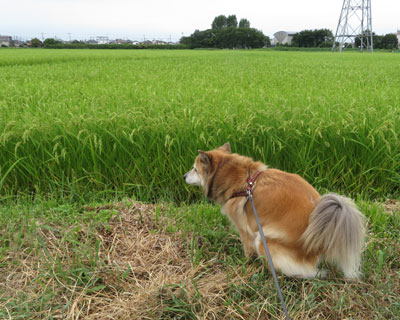 �L�O�ɂ������