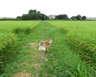 ���~�ɂ̓z���o��