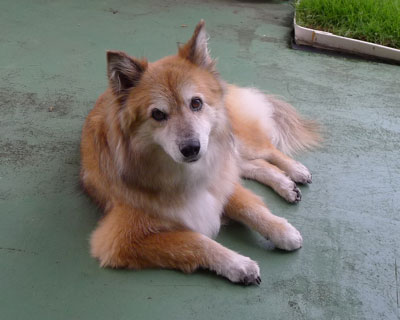 �J�������ăy���L�����񂪗��Ȃ�