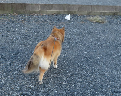 �˂����Ǝv���ċ삯������烌�W��