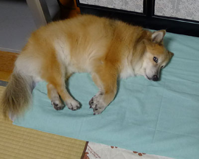 �x�b�h�����}�b�g�ɂȂ���