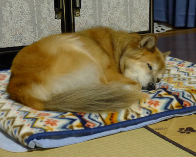 �܂����Ă��I����Ă����킢�Ƃ�