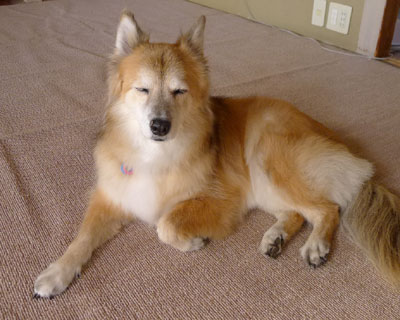 �ǂ����Ă��߂��Ă��ĐQ��