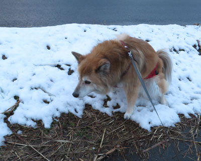 �P�P���̐ϐ�