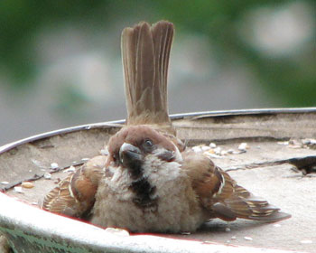 �ڂ���E�E�E