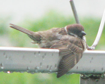 ��������ł����΂�