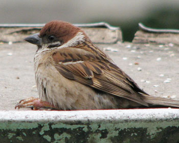 �����O�ɏo��悤�ɂȂ���