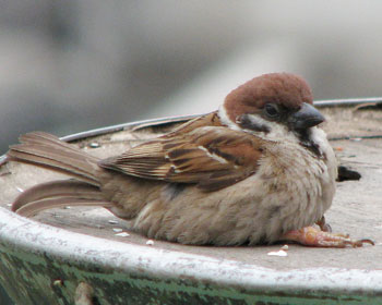 ��⏗�̎q����