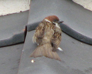 ��肷������׉Ƃ֔��