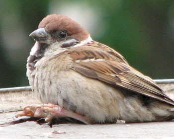 �����Ƃł�����