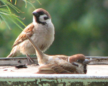 �A�U���V�̃|�[�Y