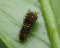 ���Ȃ�Ⴂ�q