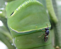 �n�`�Ɏh�����