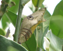 �����ς�