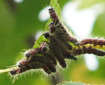 �����������N���V���`�z�R