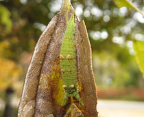 �A�J�{�V�S�}�_���c��