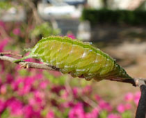 �A�J�{�V�S�}�_���̑傫����