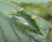 �A�J�{�V�S�}�_���̏�������