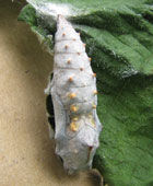 ���{�^�������Ă�