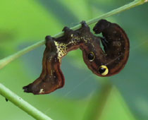 �A�P�r�R�m�n�l�T�C�Y