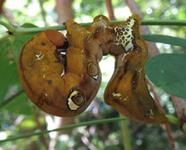 �A�P�r�R�m�n�F�Ⴂ