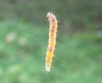 �Ԃ牺����C��