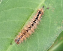 �������ނ�